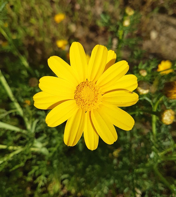 自然 植物群 花 - 上的免费照片