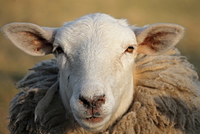 羊 农场动物 头 - 上的免费照片