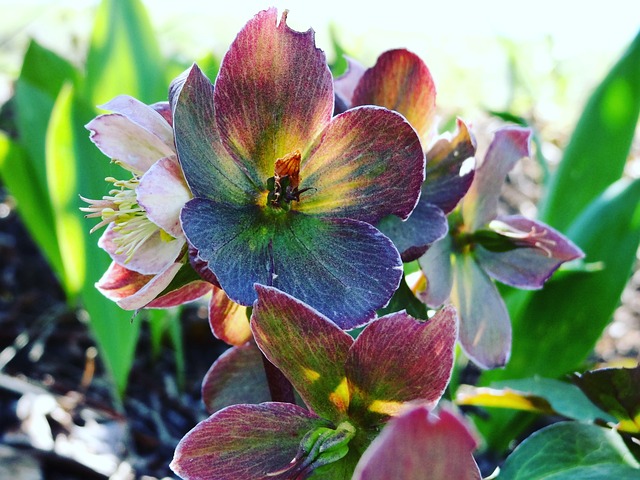 蜂鸣器 春天 激情 - 上的免费照片