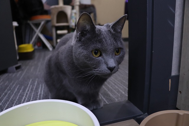 国内的 肖像 坐下 - 上的免费照片