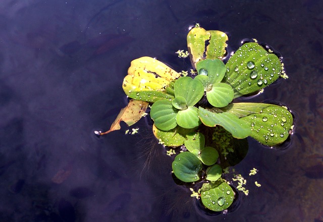 叶子 植物 大自然 - 上的免费照片