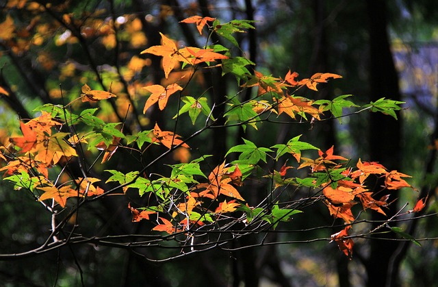 叶子 秋季 大自然 - 上的免费照片