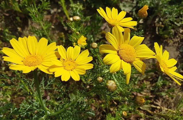 自然 花 植物群 - 上的免费照片