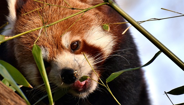 小熊猫 猫熊 熊猫 - 上的免费照片