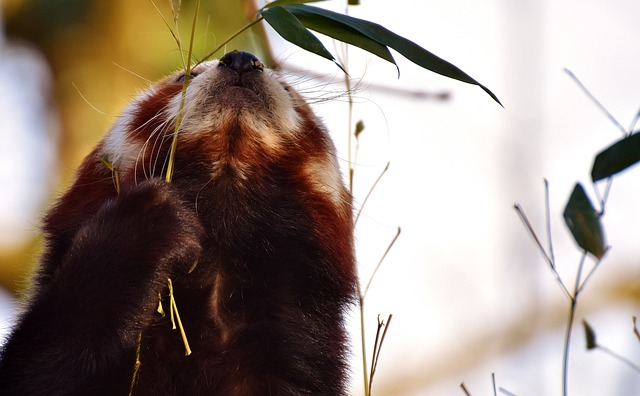 小熊猫 猫熊 熊猫 - 上的免费照片