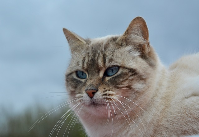 猫Nala 猫 猫科动物 - 上的免费照片