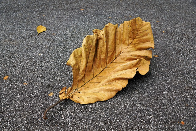 落下 叶子 自然 - 上的免费照片