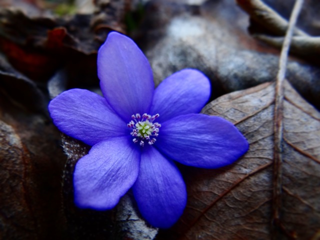 蜂鸣器 春天 激情 - 上的免费照片