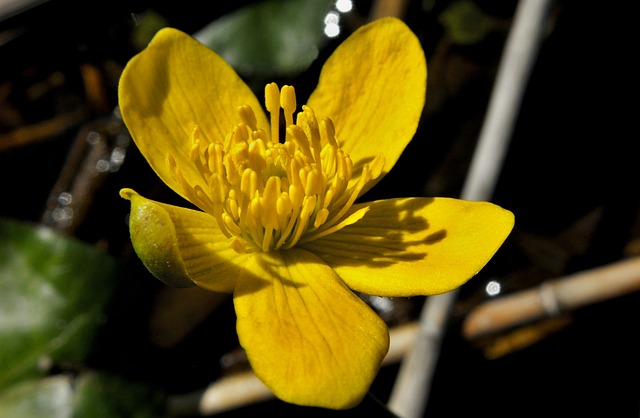 性质 植物 花 - 上的免费照片