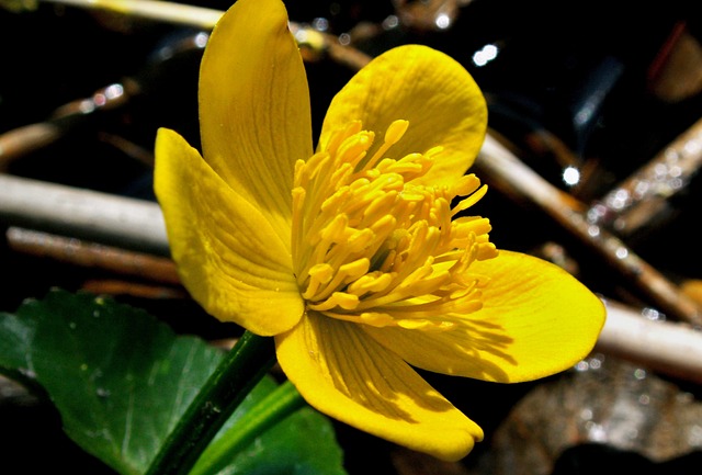 性质 植物 叶子 - 上的免费照片