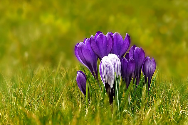 自然 植物 春天的花朵 - 上的免费照片