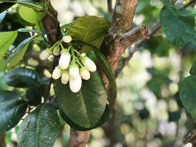 树 果實 叶子 - 上的免费照片