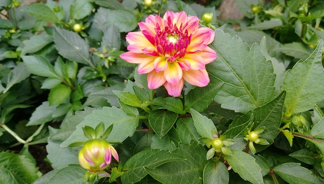 大自然 花 植物 - 上的免费照片