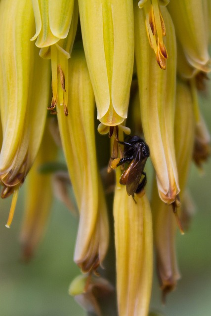 植物 自然 花 - 上的免费照片
