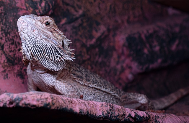 胡子的龙 刺激 头 Pogona - 上的免费照片