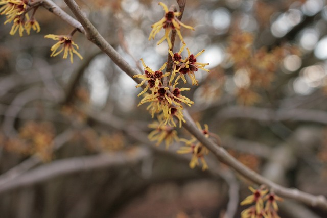 金缕梅春分是 弹簧缕 金缕梅 - 上的免费照片