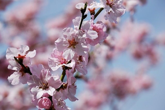 日本樱桃 梅花 树 - 上的免费照片