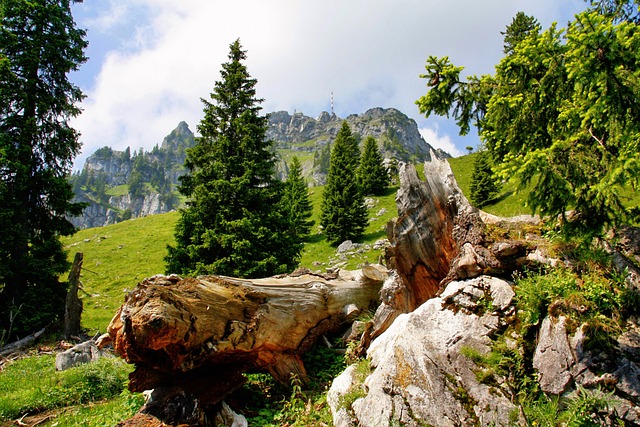 自然 木头 树 - 上的免费照片