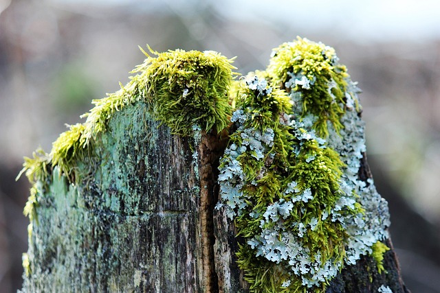 老木 柳的股份 风化 - 上的免费照片