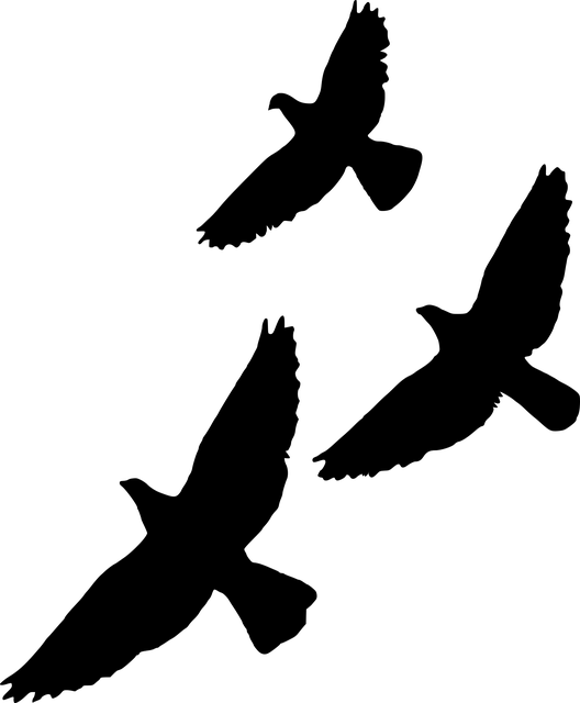 轮廓 鸟 飞 - 免费矢量图形