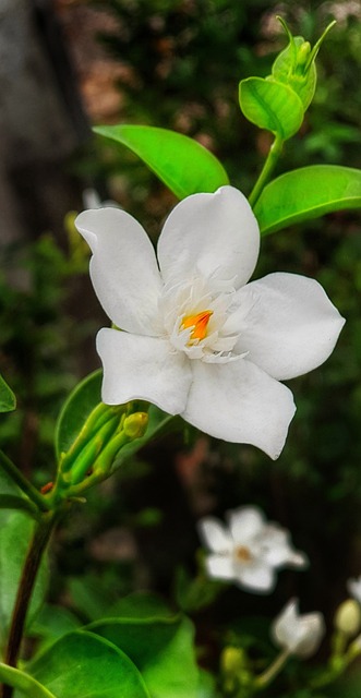 鸟的眼睛Gilia 栀子 花 - 上的免费照片