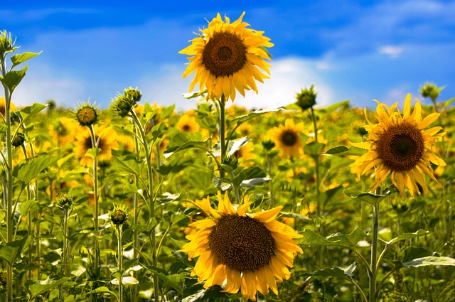 字段 花卉 植物 - 上的免费照片