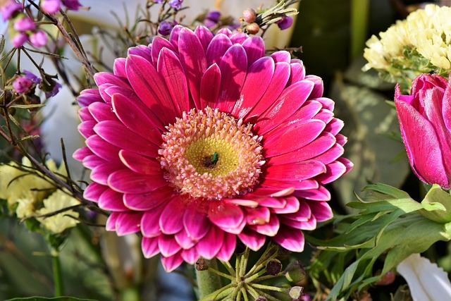 Baberton Baberton雏菊 雏菊 - 上的免费照片