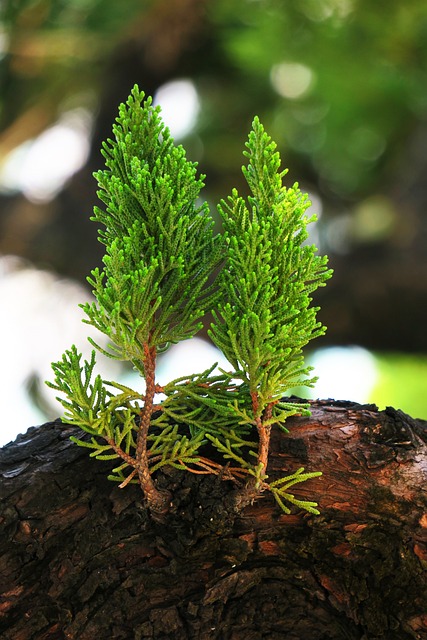 大自然 叶子 植物 - 上的免费照片