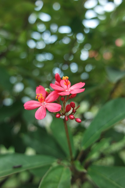 自然 植物群 花 - 上的免费照片