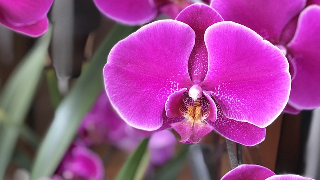 大自然 植物 花 - 上的免费照片