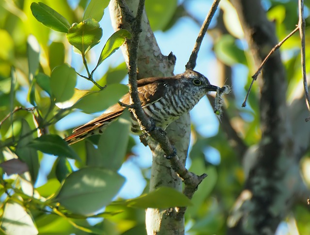 树 自然 野生动物 - 上的免费照片