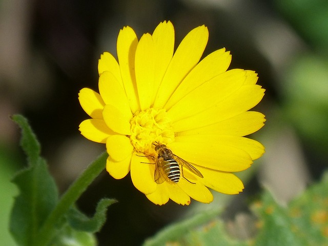 食蚜蝇 假蜂 吮吸 - 上的免费照片
