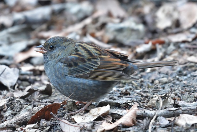 自然 野生动物 户外 - 上的免费照片