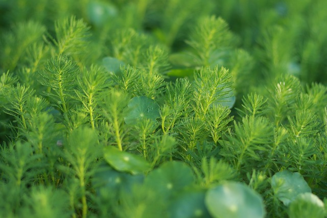 植物 大自然 叶子 - 上的免费照片