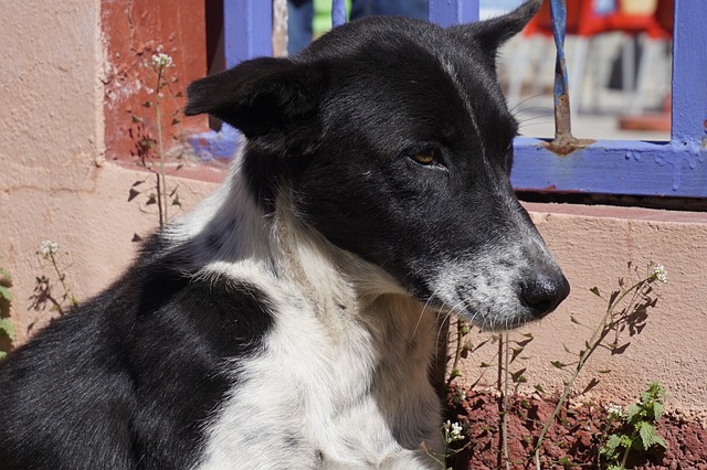 狗 动物界 哺乳动物 - 上的免费照片