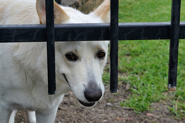安全 看门狗 哺乳动物 - 上的免费照片