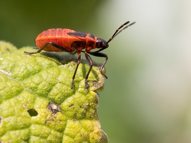 昆虫 自然 野生动物 - 上的免费照片