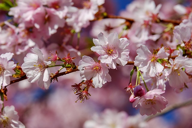 日本樱桃 梅花 树 - 上的免费照片