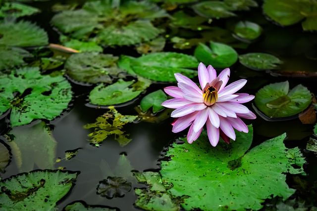 泰国睡莲 我的持枪的男子 - 上的免费照片