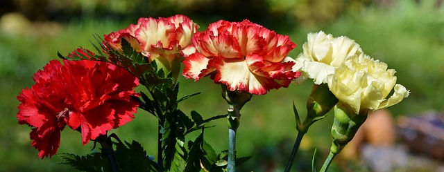 丁香 花 切花 - 上的免费照片