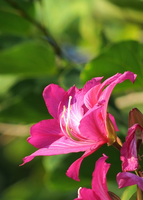大自然 花 植物 - 上的免费照片