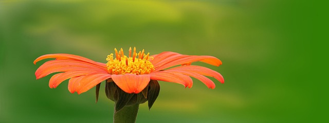 自然 植物 夏天 - 上的免费照片