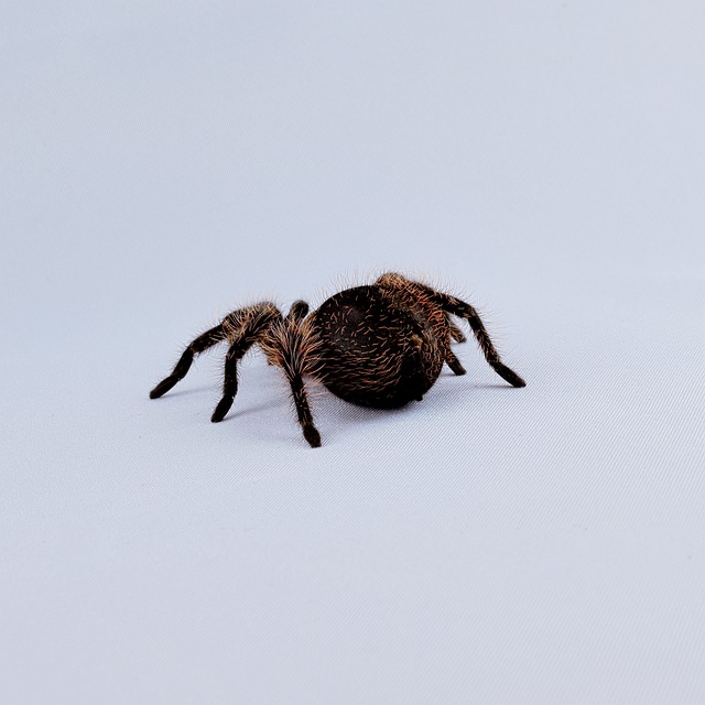 狼蛛 有头发的 宏 - 上的免费照片