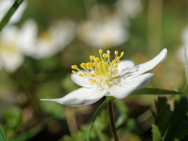 木海葵 海葵 Nemorosa 花 - 上的免费照片