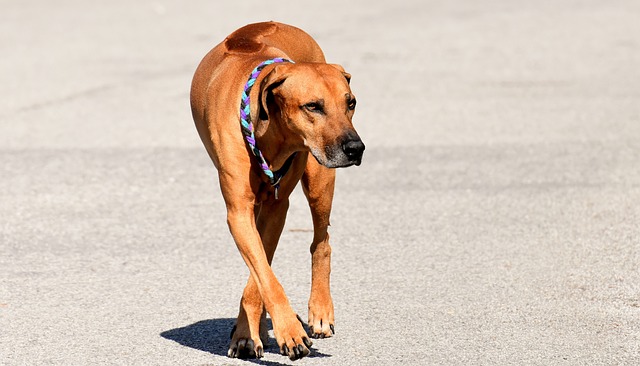 狗 家畜 脊背 - 上的免费照片