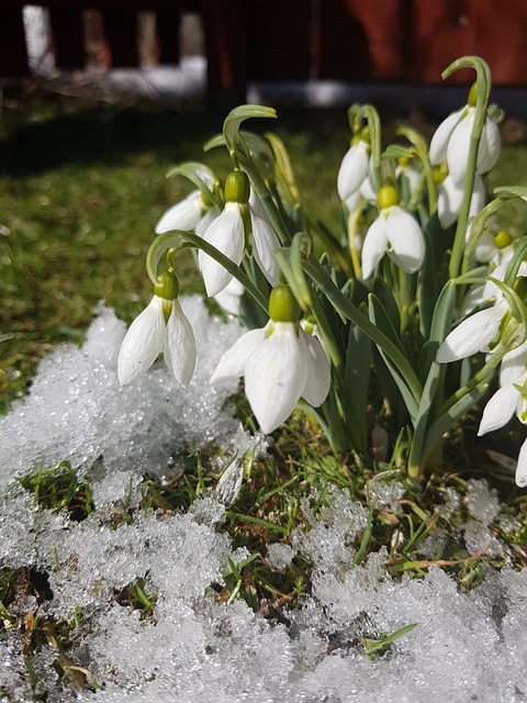 花 大自然 植物 - 上的免费照片