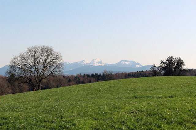 景观 自然 草 - 上的免费照片