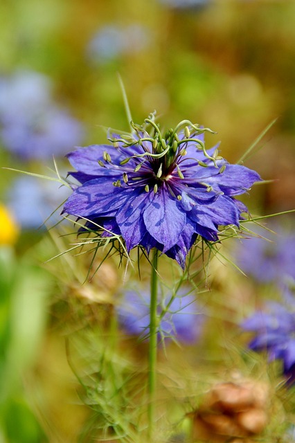 性质 植物 字段 - 上的免费照片