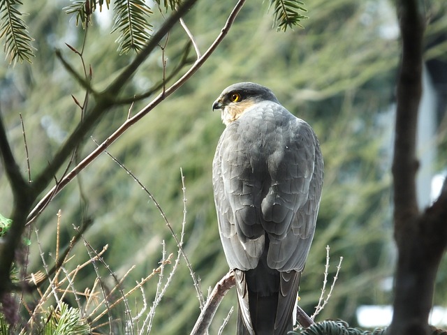 Sperber 猛禽 鸟 - 上的免费照片