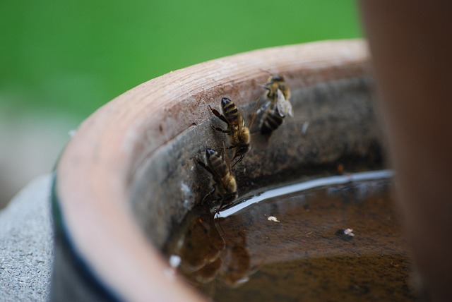 A Evertebrat 昆虫 - 上的免费照片